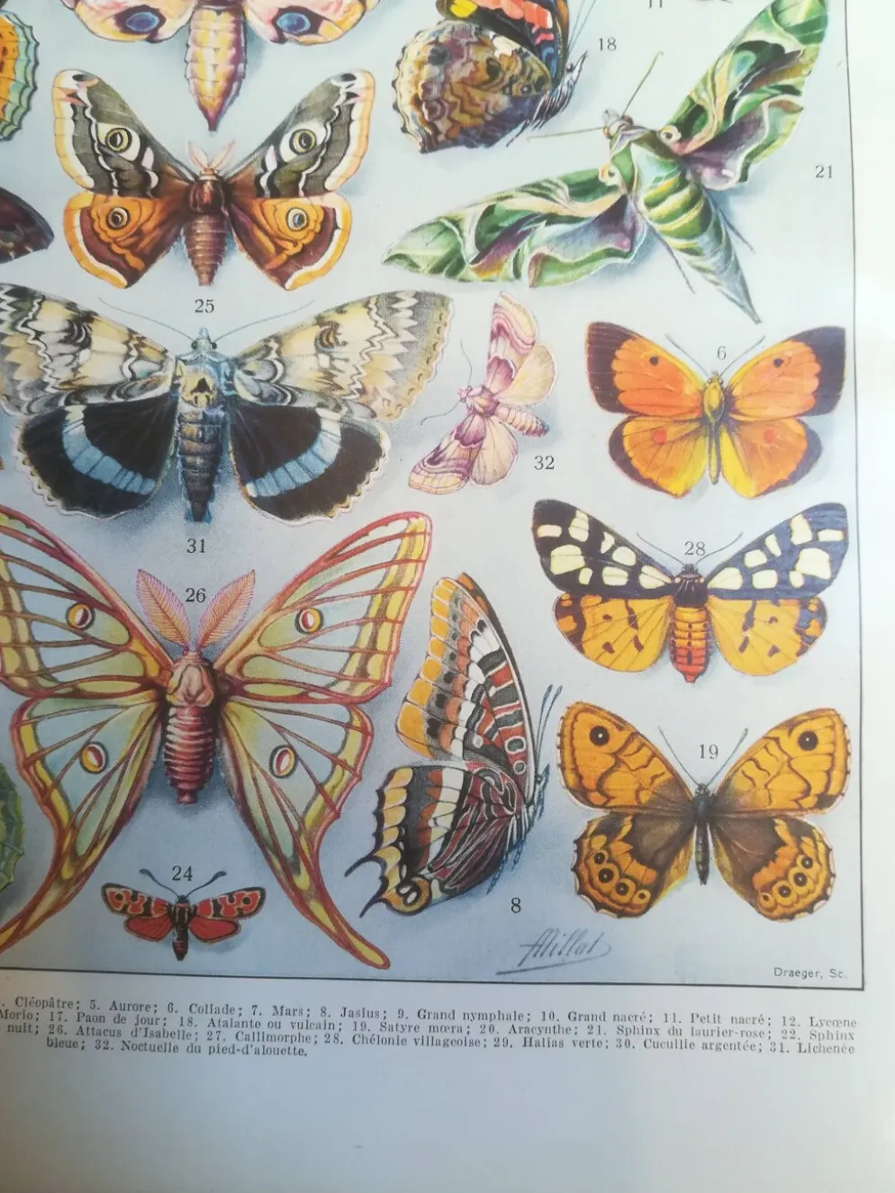 Lithographie sur les papillons de 1928 "européens"