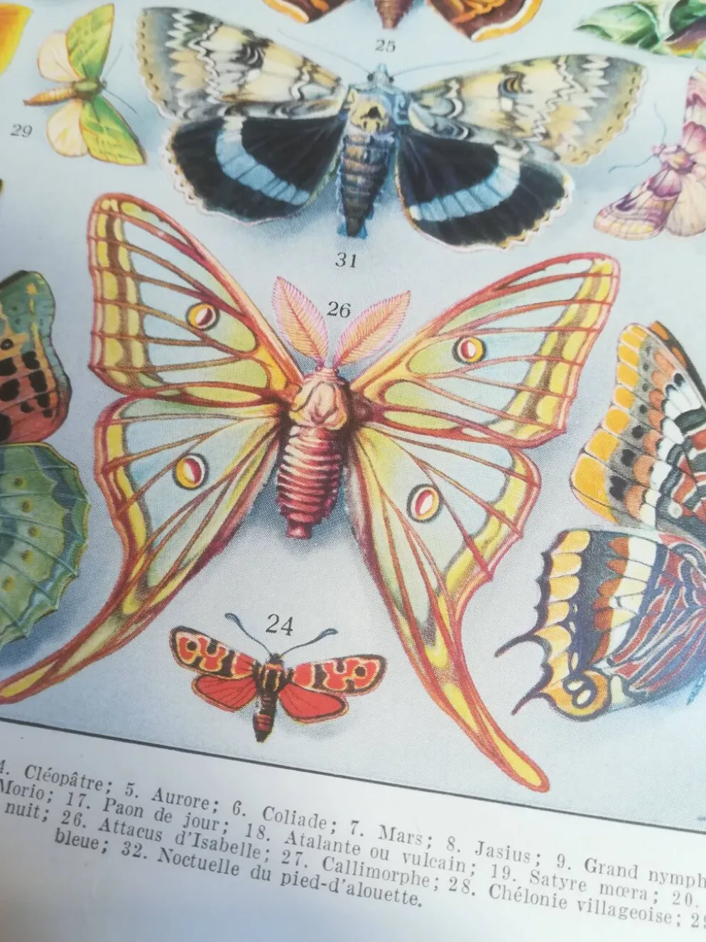 Lithographie sur les papillons de 1928 "européens"