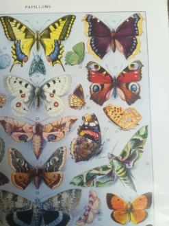 Lithographie sur les papillons de 1928