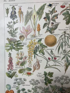 Lithographie sur les plantes dangereuses de 1920 "cigüe"