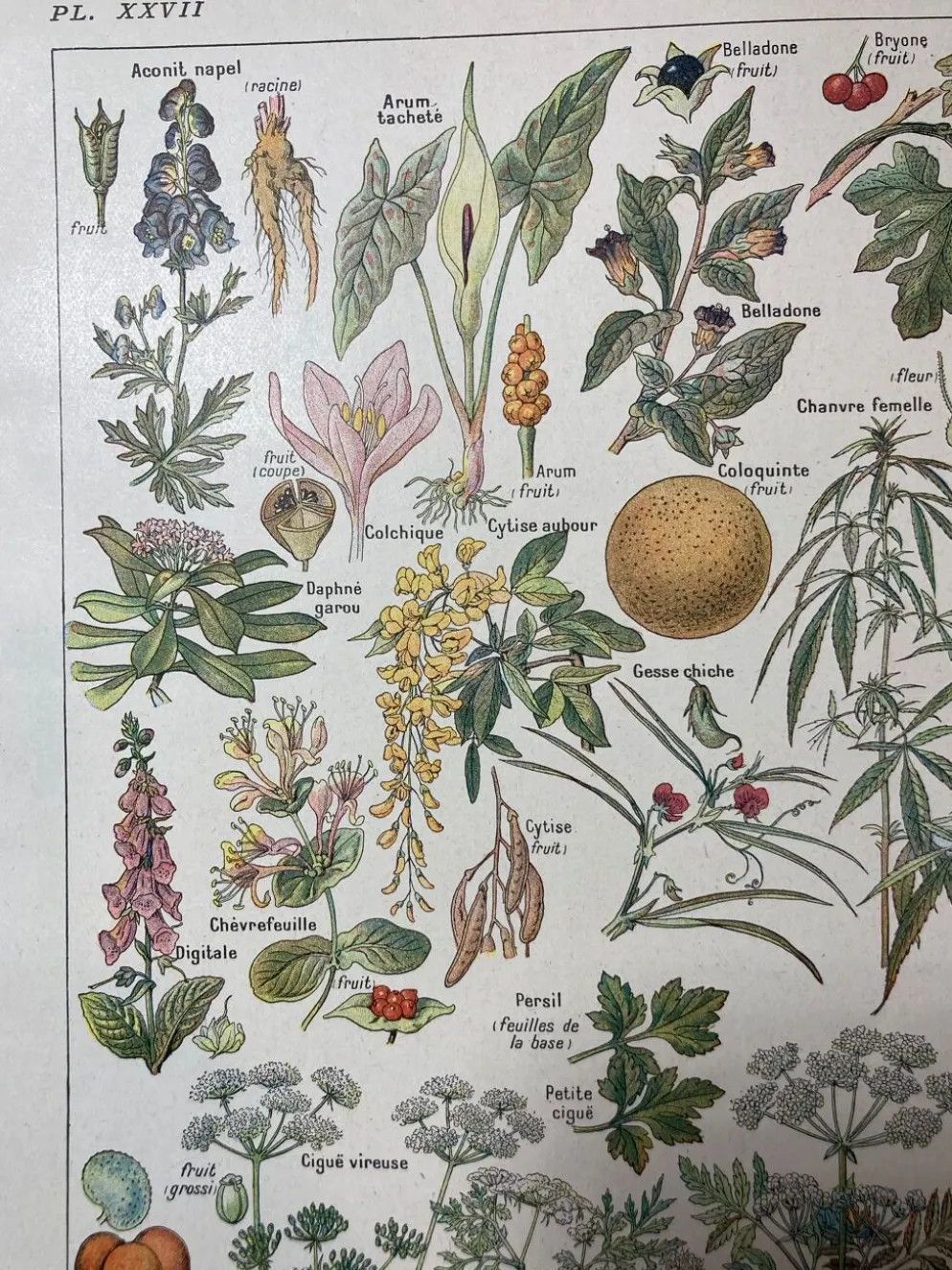 Lithographie sur les plantes dangereuses de 1920 "cigüe"