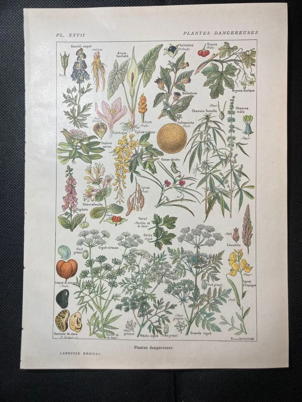 Lithographie sur les plantes dangereuses de 1920 "cigüe"