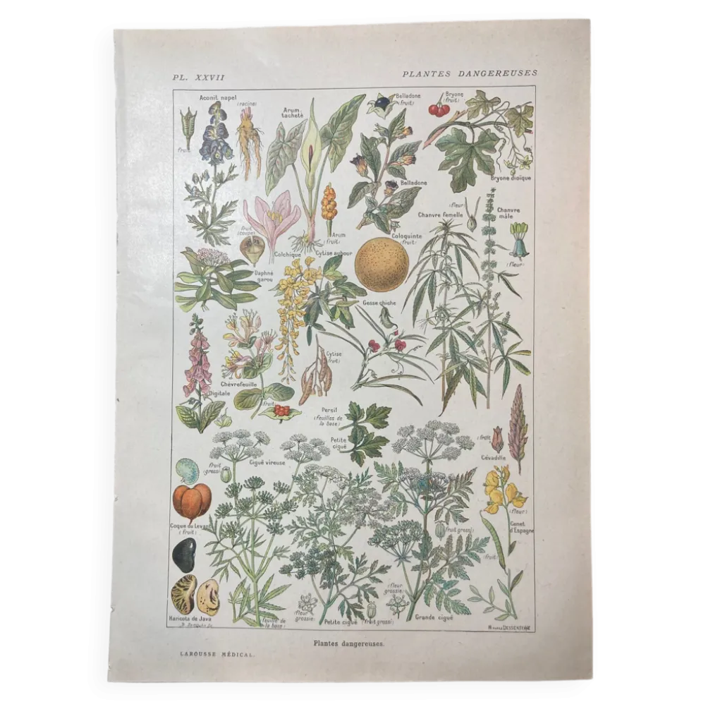 Lithographie sur les plantes dangereuses de 1920 "cigüe"