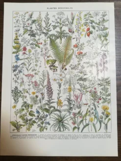 Lithographie sur les plantes médicinales de 1928 (absinthe)
