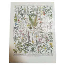 Lithographie sur les plantes médicinales de 1928 (absinthe)