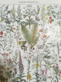 Lithographie sur les plantes médicinales de 1928 (absinthe)