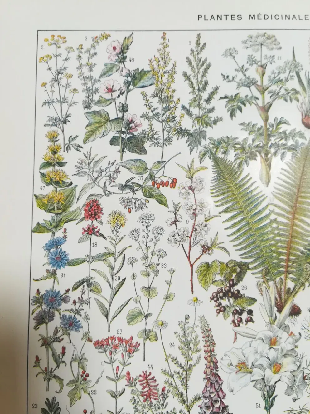 Lithographie sur les plantes médicinales de 1928 (absinthe)