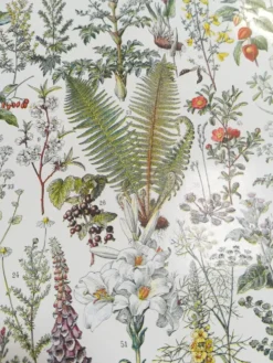 Lithographie sur les plantes médicinales de 1928 (absinthe)