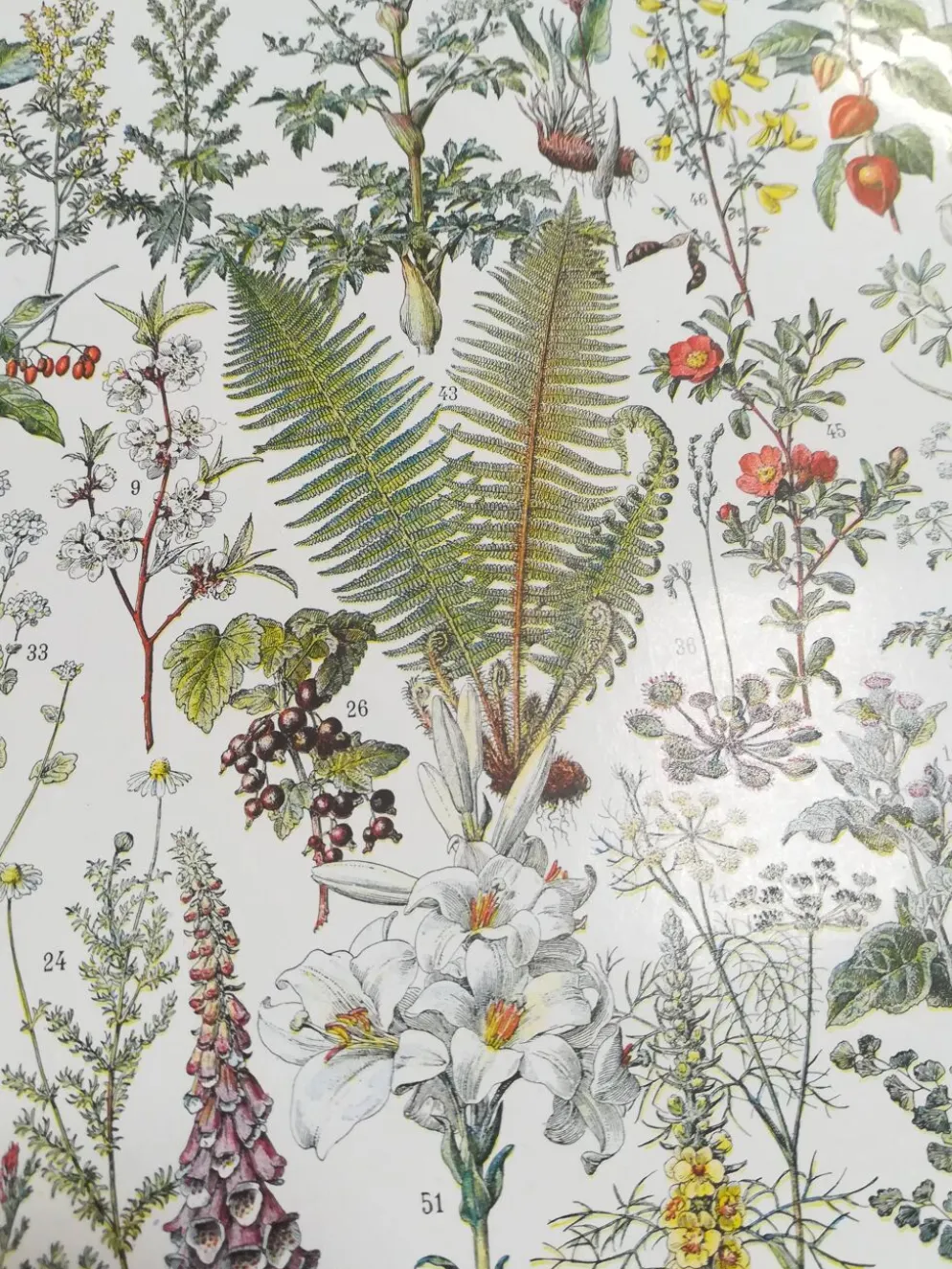 Lithographie sur les plantes médicinales de 1928 (absinthe)