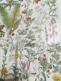 Lithographie sur les plantes médicinales de 1928 (absinthe)
