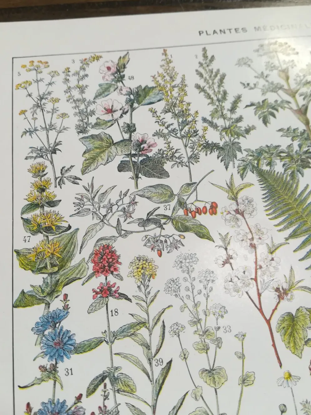 Lithographie sur les plantes médicinales de 1928 (absinthe)