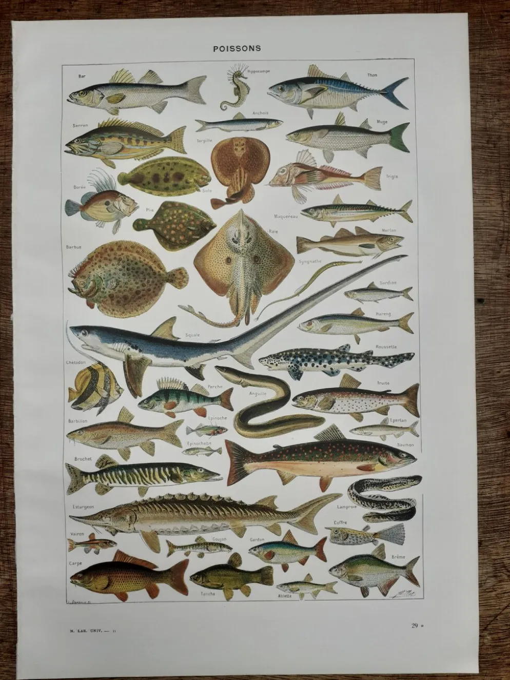 Lithographie sur les poissons de 1948
