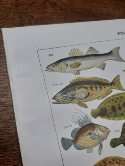 Lithographie sur les poissons de 1948