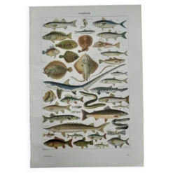 Lithographie sur les poissons de 1948