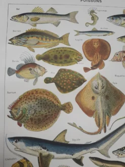 Lithographie sur les poissons de 1948