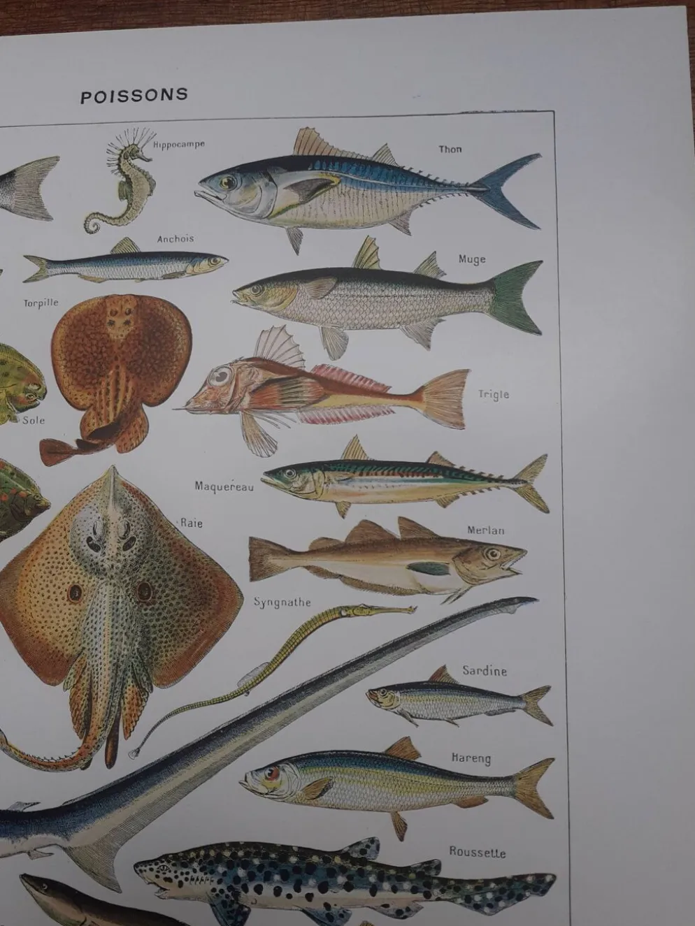Lithographie sur les poissons de 1948