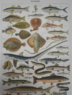 Lithographie sur les poissons de 1948