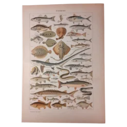 Lithographie sur les poissons de 1922