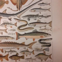 Lithographie sur les poissons de 1922