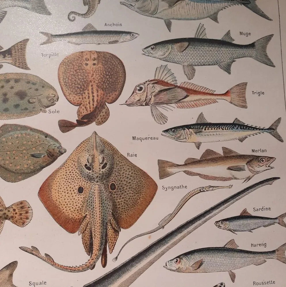 Lithographie sur les poissons de 1922