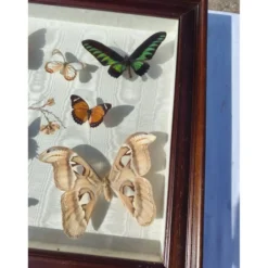 Lot de papillons exotique