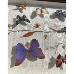 Lot de papillons exotique