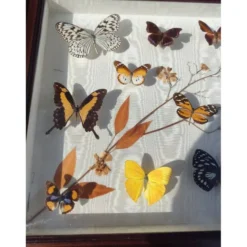 Lot de papillons exotique