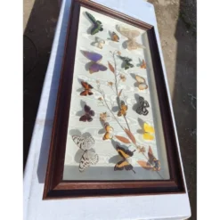 Lot de papillons exotique