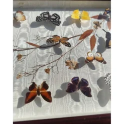 Lot de papillons exotique