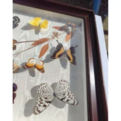 Lot de papillons exotique