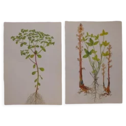 Lot de 2 planches botaniques omblette et orobranche du trèfle