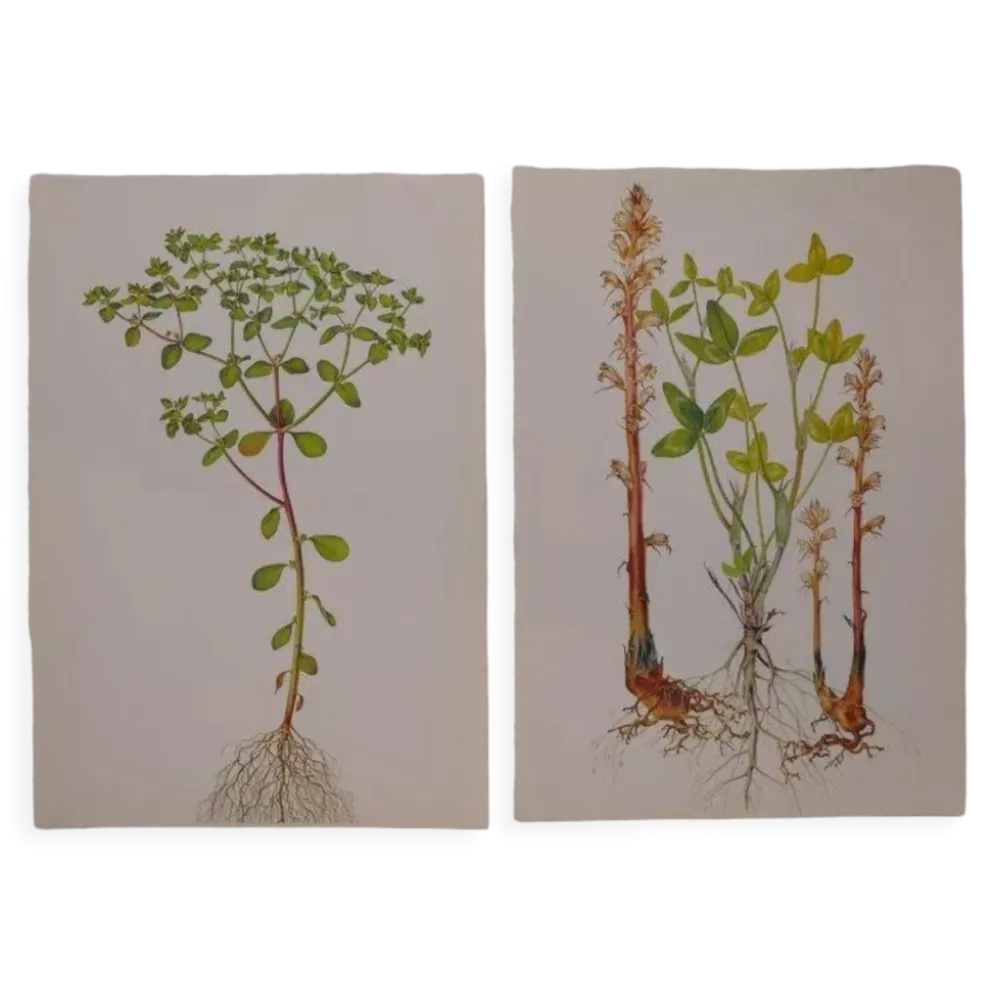 Lot de 2 planches botaniques omblette et orobranche du trèfle