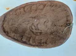 Masque IGBO Nigéria