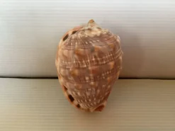 Mini coquillage cypraea cassis rufa