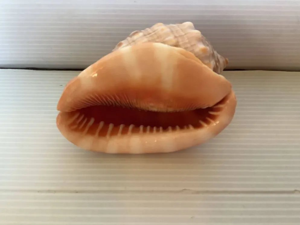 Mini coquillage cypraea cassis rufa