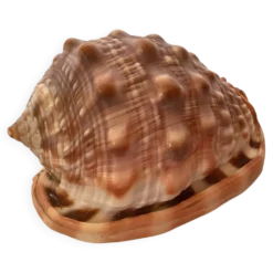 Mini coquillage cypraea cassis rufa