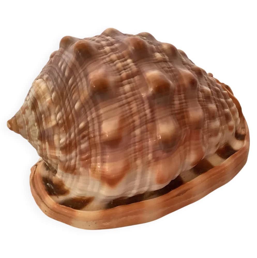 Mini coquillage cypraea cassis rufa