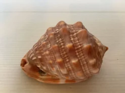 Mini coquillage cypraea cassis rufa