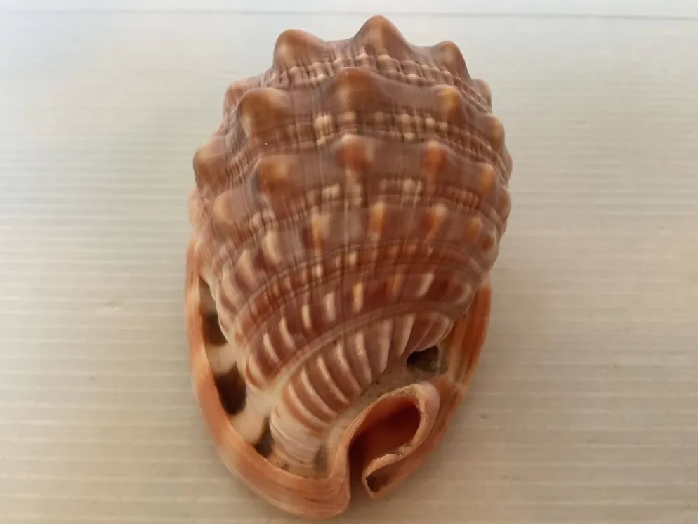 Mini coquillage cypraea cassis rufa