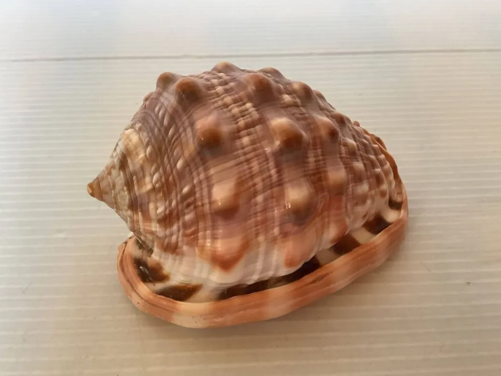 Mini coquillage cypraea cassis rufa
