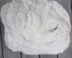 Moulage en platre visage vierge