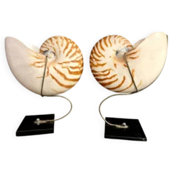 Nautilus Pompilius