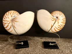 Nautilus Pompilius