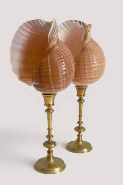Paire de coquillages naturels sur un candélabre en laiton Skultuna du milieu du siècle suédois.