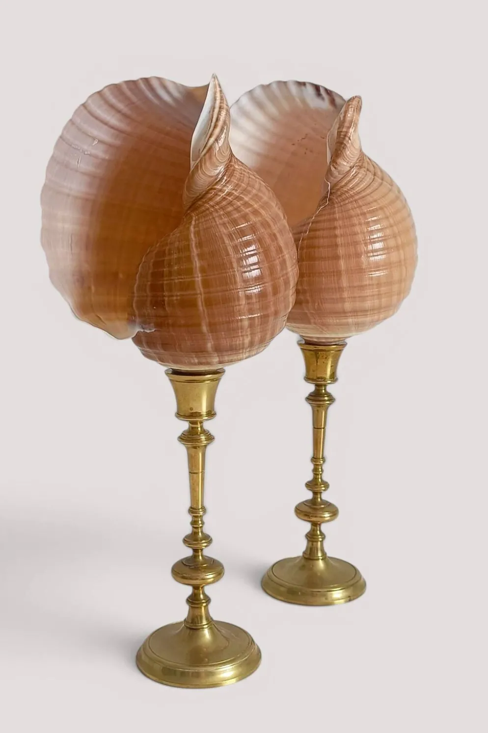 Paire de coquillages naturels sur un candélabre en laiton Skultuna du milieu du siècle suédois.