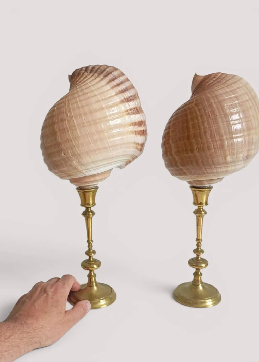 Paire de coquillages naturels sur un candélabre en laiton Skultuna du milieu du siècle suédois.