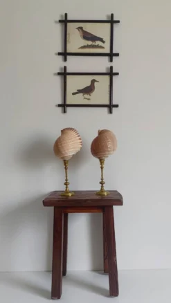 Paire de coquillages naturels sur un candélabre en laiton Skultuna du milieu du siècle suédois.