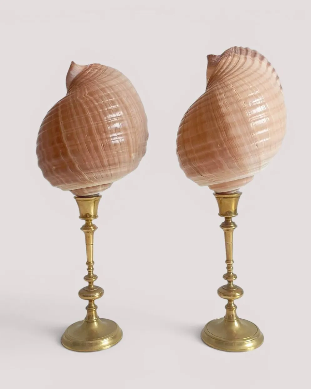 Paire de coquillages naturels sur un candélabre en laiton Skultuna du milieu du siècle suédois.