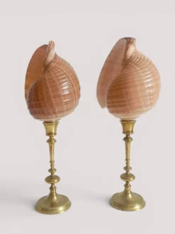 Paire de coquillages naturels sur un candélabre en laiton Skultuna du milieu du siècle suédois.