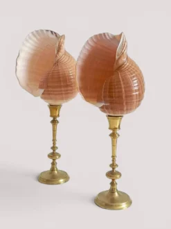 Paire de coquillages naturels sur un candélabre en laiton Skultuna du milieu du siècle suédois.